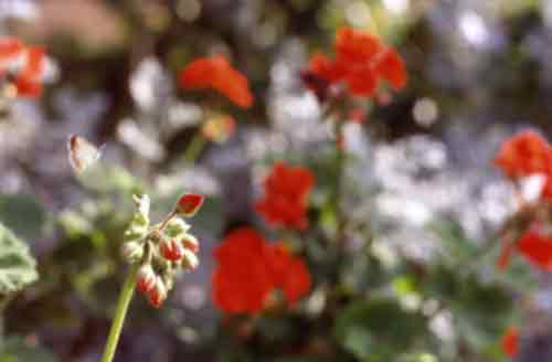 foto Laura Valentini