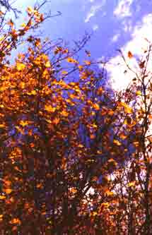 foto Maria Giovanna Parra